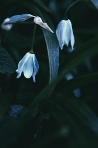 Close-up of purple flowers