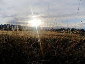 Plants growing on land against sky