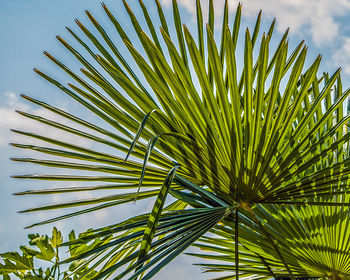 Low angle view of palm tree against sky