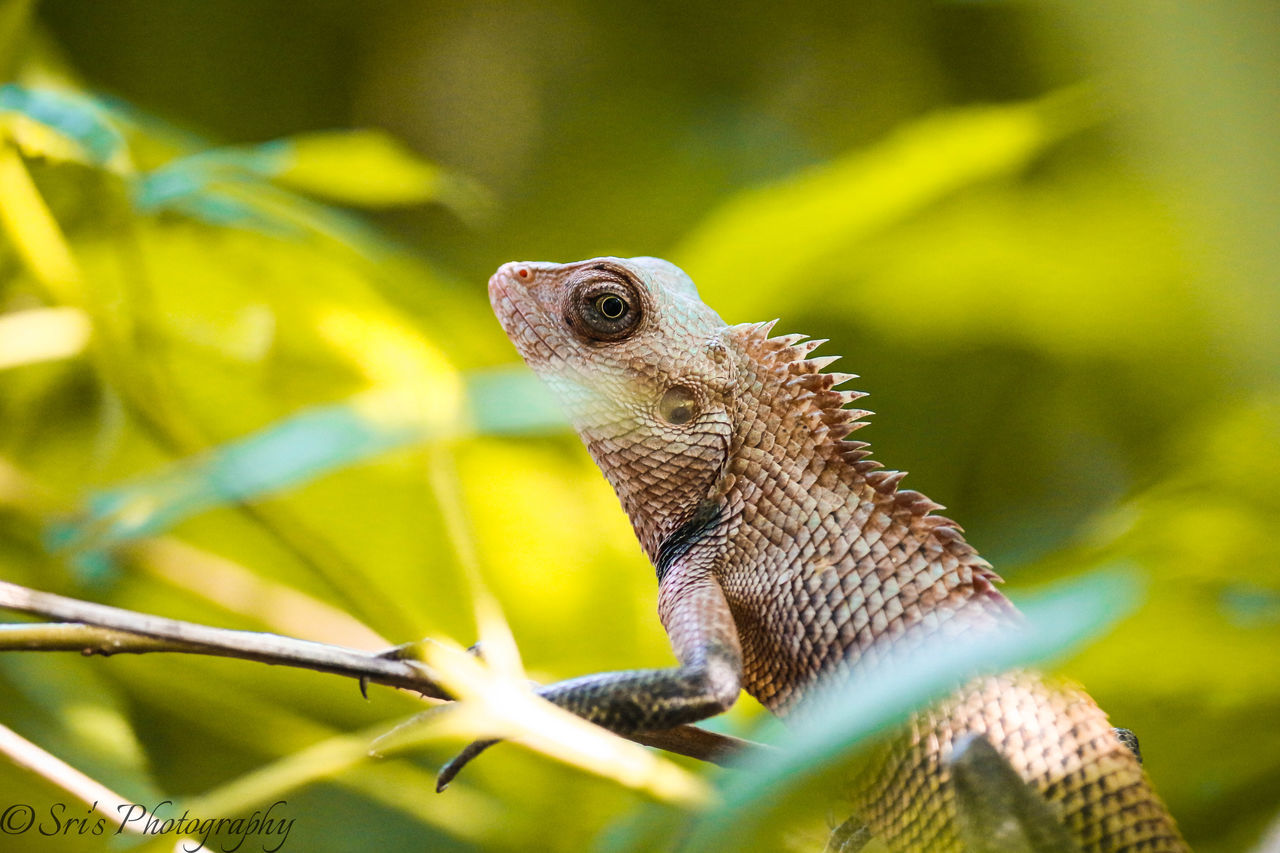 CLOSE-UP OF LIZARD ON LEAF OUTDOORS