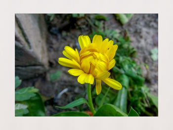 Close-up of yellow crocus blooming outdoors