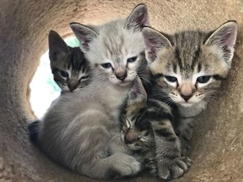 Portrait of kitten sitting