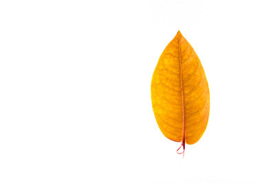 Close-up of yellow leaves against white background