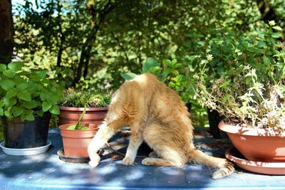 Cat sitting in a pot