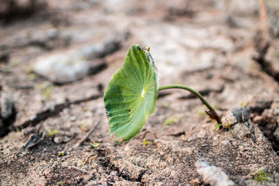 Close-up of plant growing on field