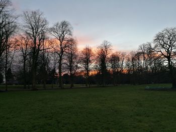 Trees against sky during sunset