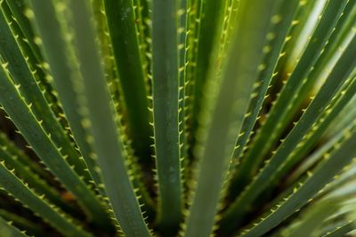 Full frame shot of fresh green cactus plant