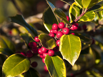 Close-up of red berries on tree