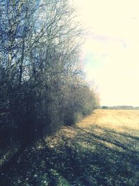 Bare trees on landscape