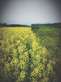 Scenic view of oilseed rape field against sky