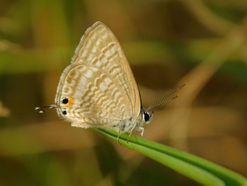 Close-up of butterfly