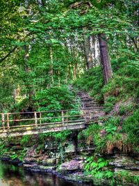 Bridge over river in forest