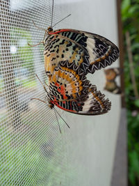 Close-up of butterfly on leaf