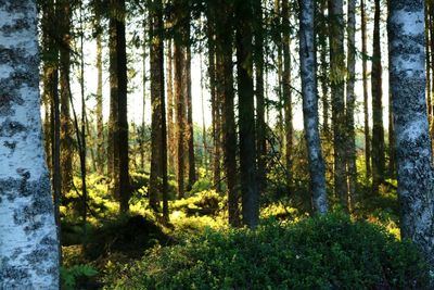 Trees in forest