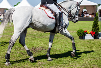 Horse jumping, equestrian sports themed photo.