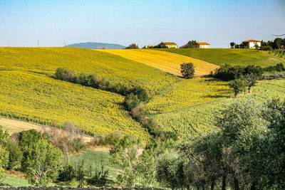 Scenic view of agricultural field against sky