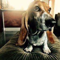 Close-up portrait of dog sitting