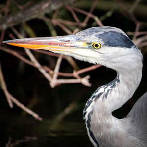 Close-up of a bird