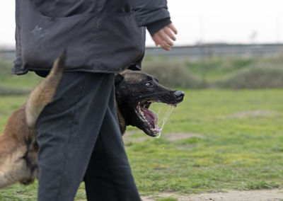 pet