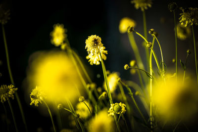 Close-up of yellow flowering plant on field