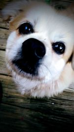 Close-up portrait of dog