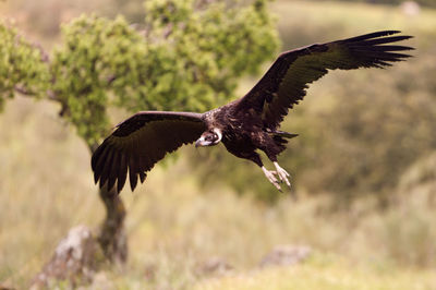 Close-up of eagle flying