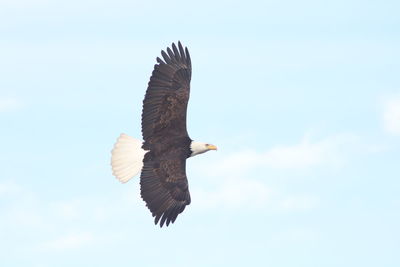 Close up of bald eagle flying against sky