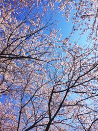 Low angle view of trees against blue sky