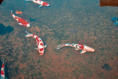 High angle view of koi carps swimming in sea