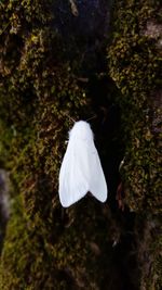 Close-up of white flower against trees