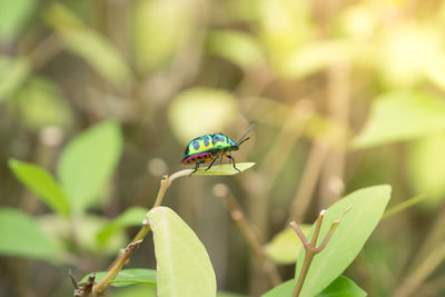 Close-up of insect on plant