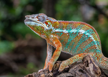 Close-up of lizard