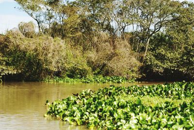 Scenic view of lake in forest