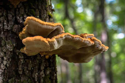 Close-up of mushroom growing on tree trunk