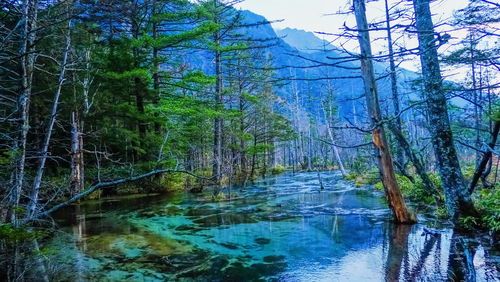 Scenic view of river amidst trees in forest