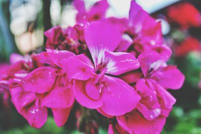 Close-up of pink flowers