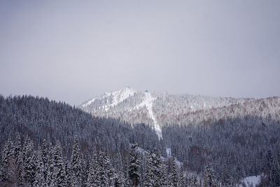 winter
