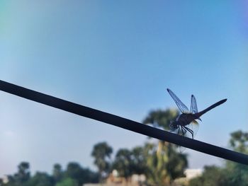 Low angle view of dragonfly on plant against sky