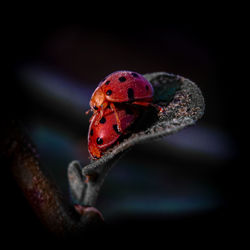 Close-up of ladybug