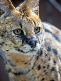 Close-up of cat