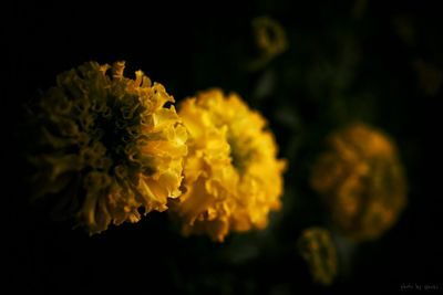 Close-up of yellow flower