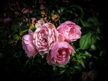 Close-up of pink rose