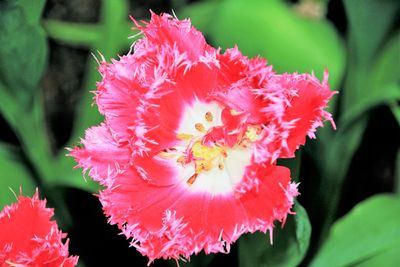 Close-up of pink flowers