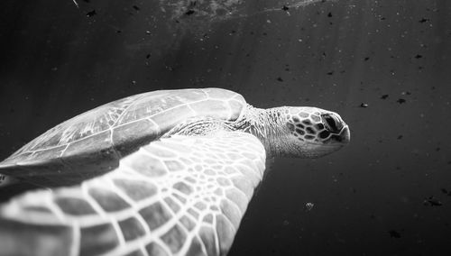 Close-up of turtle swimming in sea