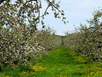 Scenic view of flowering plants and trees on field against sky