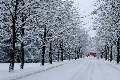 Trees on snow covered landscape