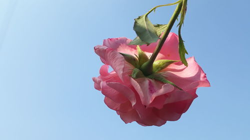 Close-up of pink rose against blue sky