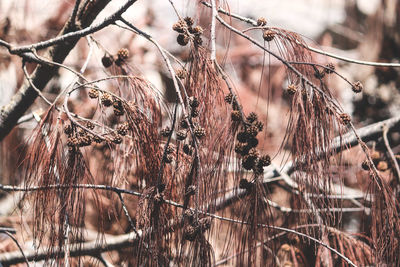 Close-up of dry plants on field in forest