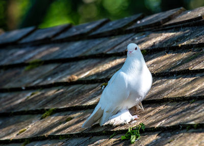 Close-up of bird perching on wood