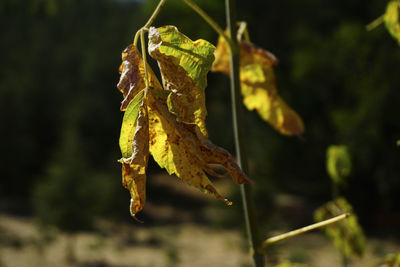 Close-up of wilted plant during autumn